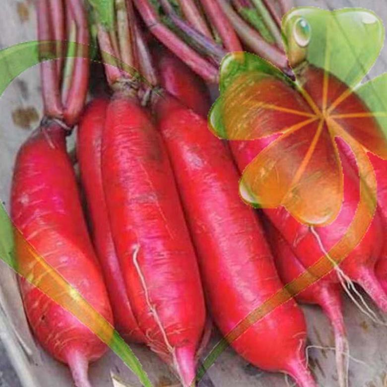 Hạt giống củ cải đỏ dài - Gói 5g