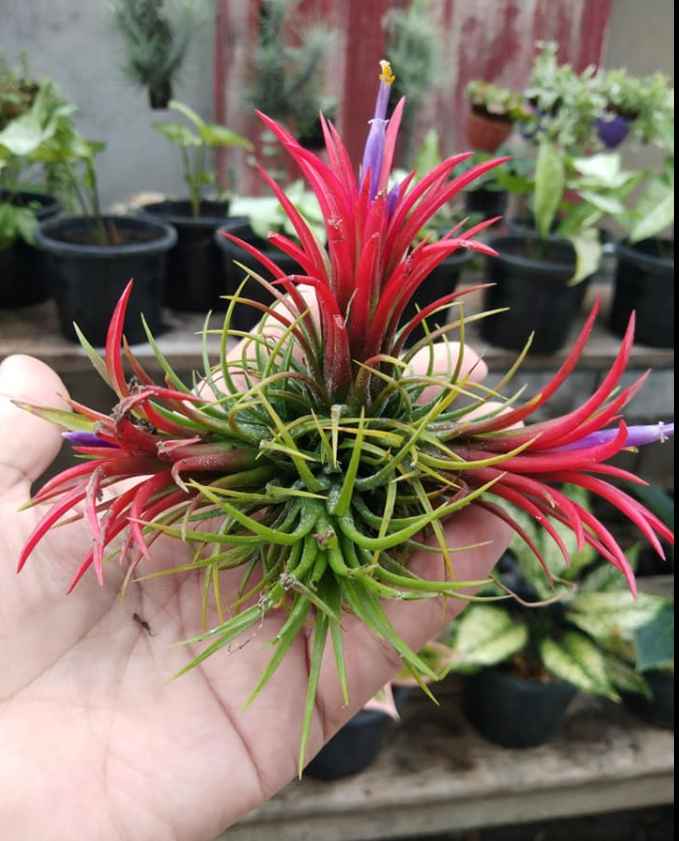 Cây không khí thạch thảo nhiều baby