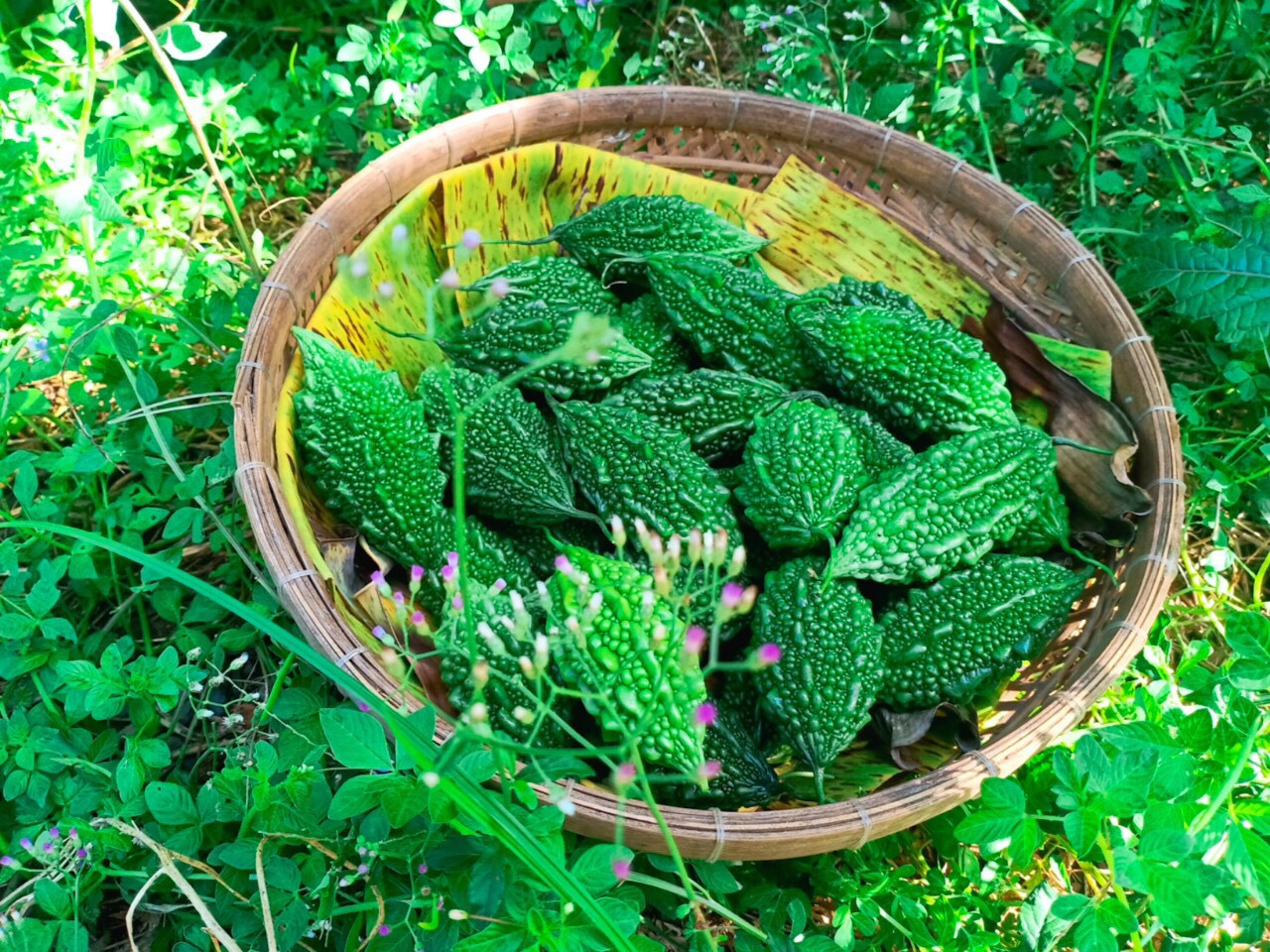 Hạt giống khổ qua rừng Rạng Đông
