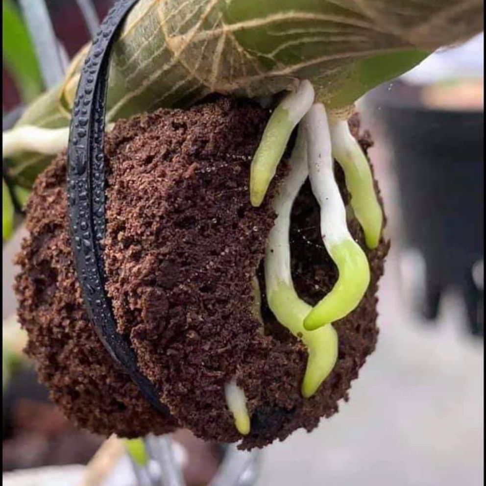Mút ươm kie hữu cơ Hà Lan - 5 viên lớn