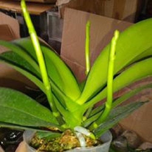 { SALE MANH } combo 5 cây Lan hồ điệp 2 ngồng nụ đủ màu