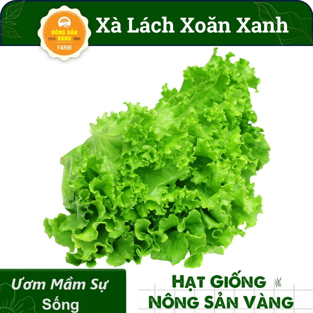 Seeds lettuce curly green (pack of 0.5 gram)-shallow gold