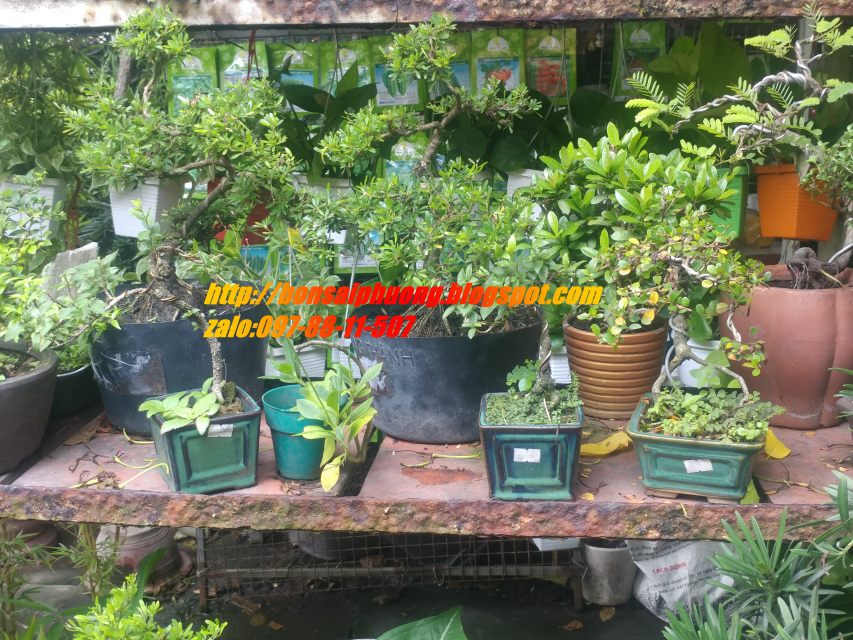 linh sam bonsai chậu mini