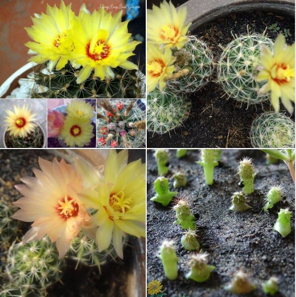 Hạt giống hoa xương rồng hamato ( xương rồng móc câu đổi màu ) 20 hạt/gói