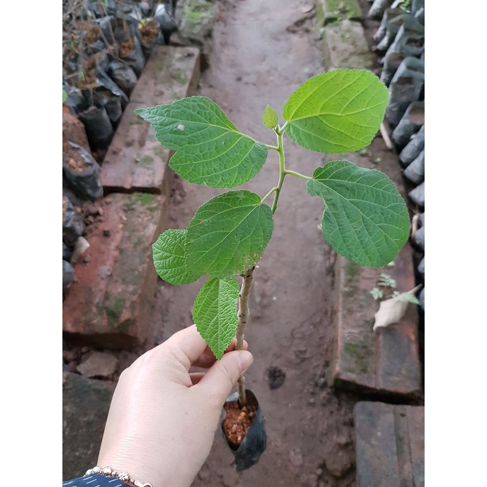 03 Cây Giống An Xoa Hoa Tím