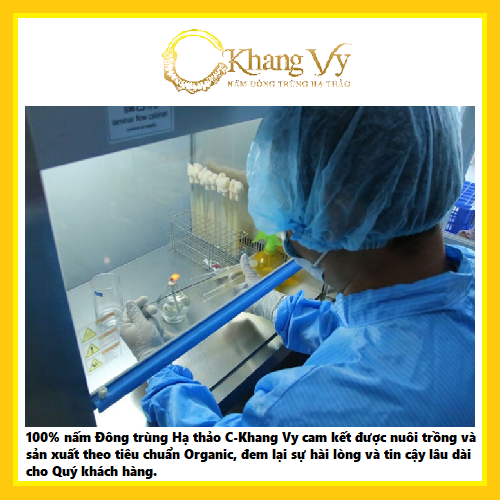 Bột đông trùng hạ thảo C-Khang Vy (Hộp 10g)