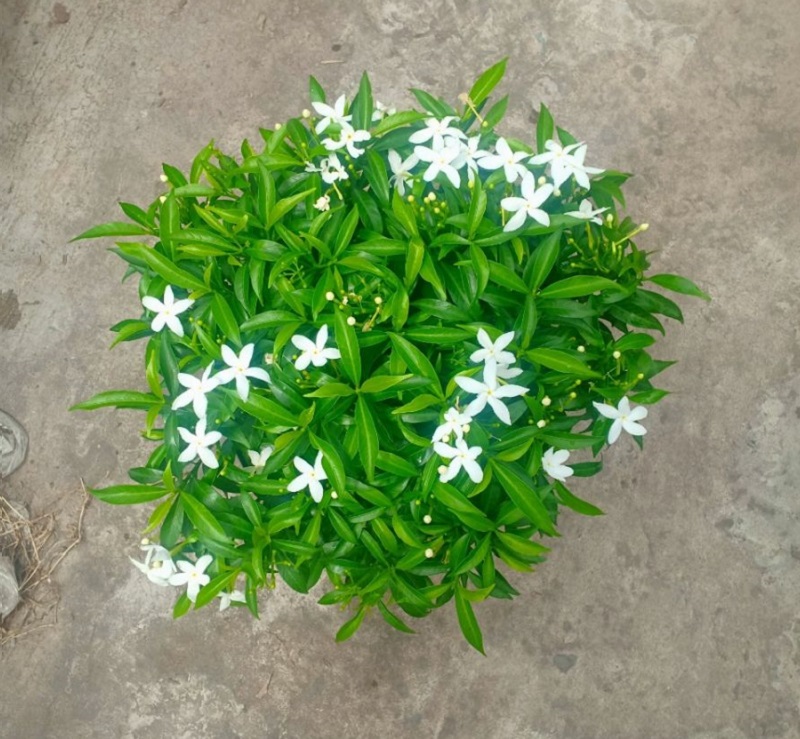 Chậu hoa mai vạn phúc