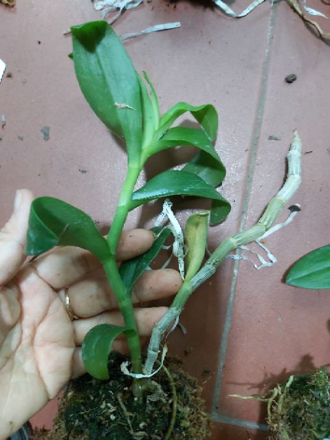 Trầm rồng đỏ