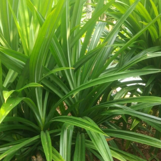 BẦU CÂY LÁ CƠM NẾP