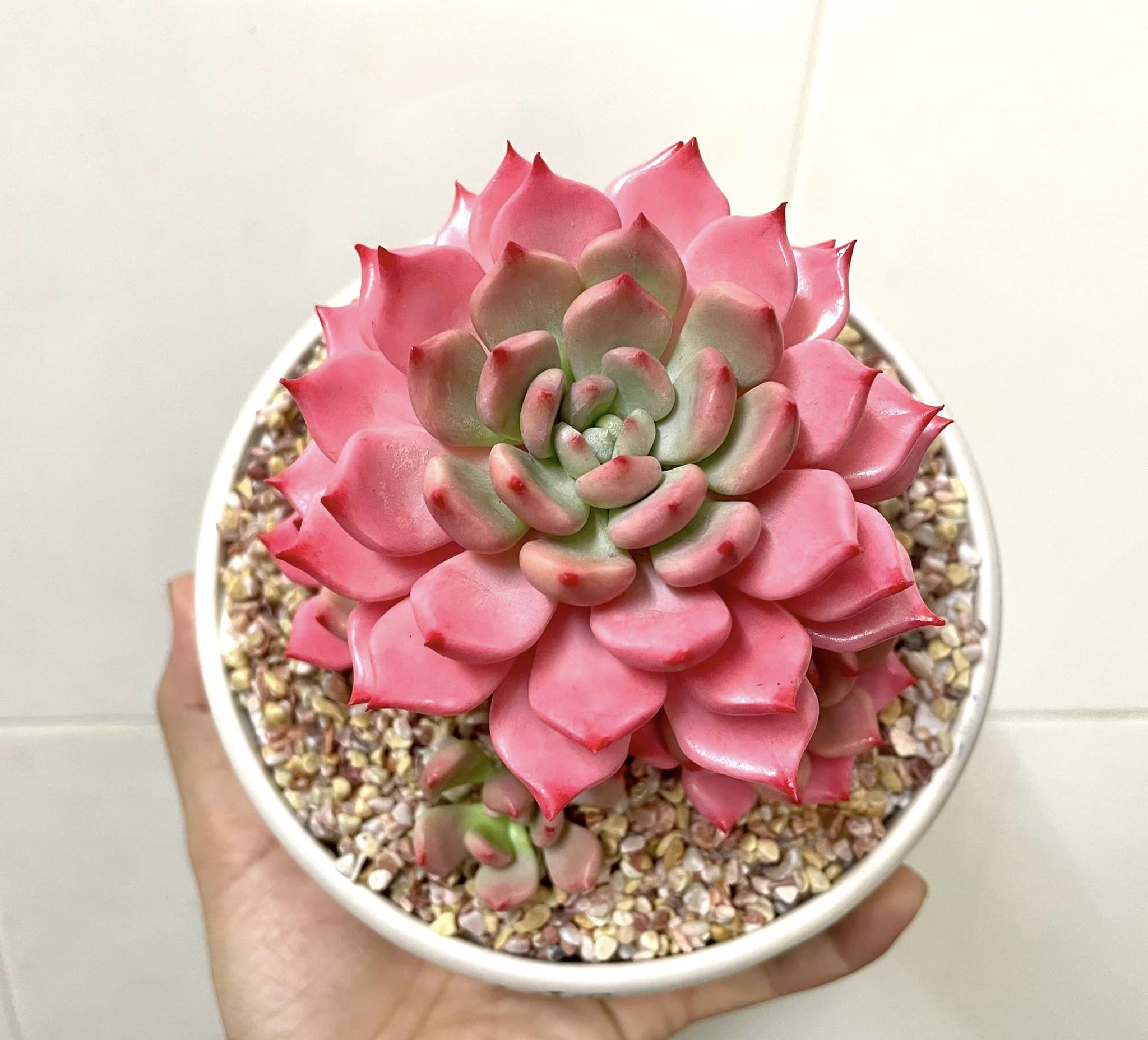 Chậu Sen đá hồng bằng đất sét