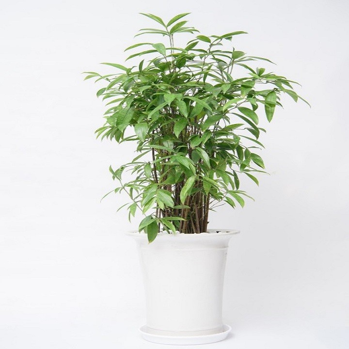 CHẬU CÂY TRÚC NHẬT