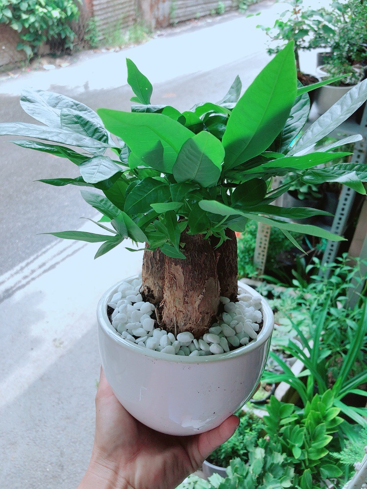 Chậu Kim Ngân 3 Thân