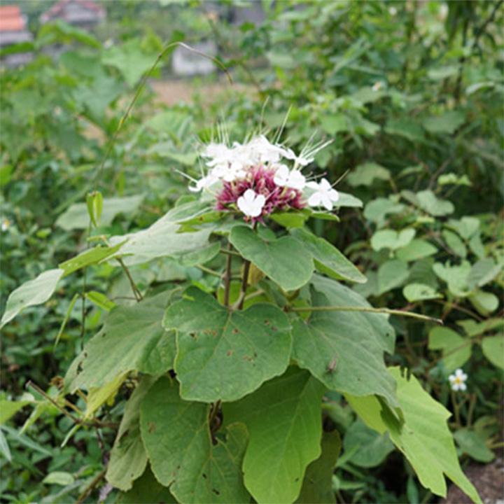 cây mò hoa trắng khô 1kg