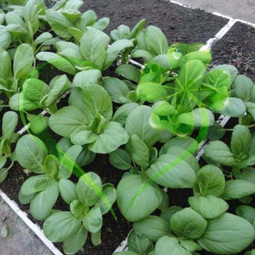 Hạt giống cải thìa - gói 20 gram