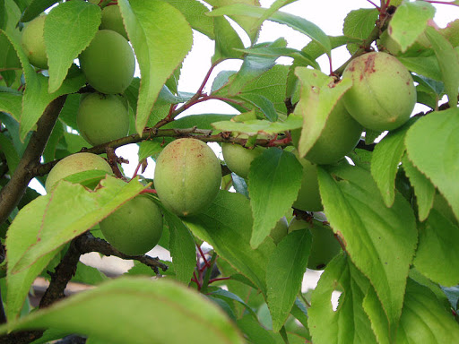 CÂY MƠ GIỐNG