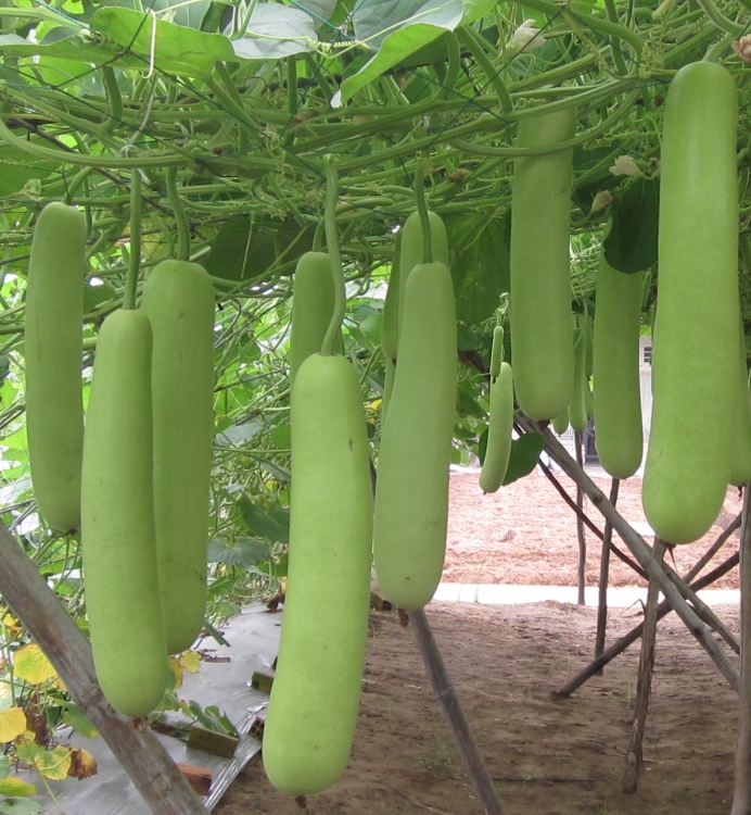 "Gói 10 Hạt " Hạt giống bầu lai siêu quả