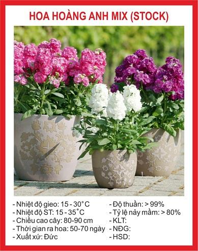 Hạt giống hoa Hoàng Anh mix màu -
