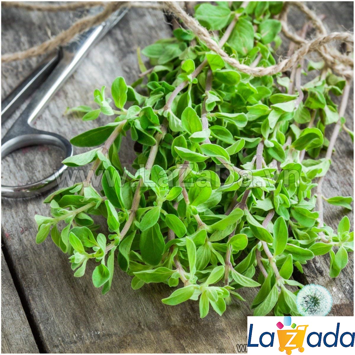 100h Hạt Giống Sweet Marjoram Kinh Giới Ngọt (B3.102| B43*X43*M236)