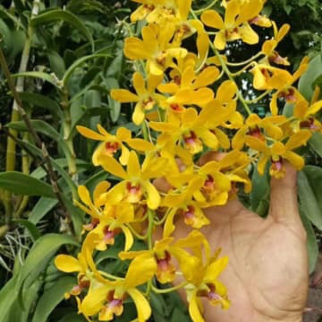 Dendro Nắng Hoàng Long - Cây tơ sắp hoa
