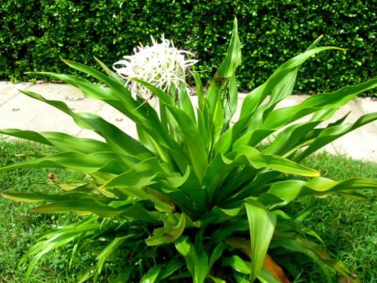 Củ giống cây đại tướng quân (cây NÁNG TRẮNG)