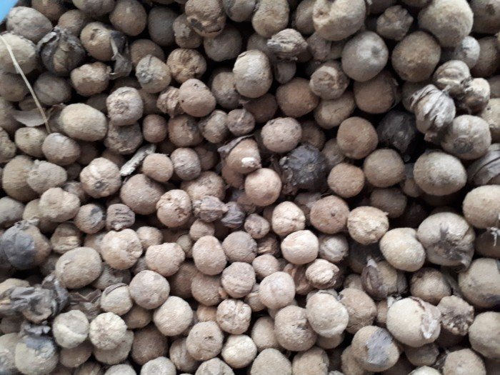 1 kg hạt giống cây gia tỵ [ tên gọi khác: cây tếch trồng lấy gỗ hay còn gọi là cây báng súng].