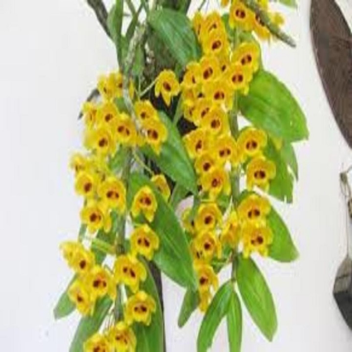 1 bó lan phi điệp vàng rừng tây bắc siêu to, hoa siêu đẹp