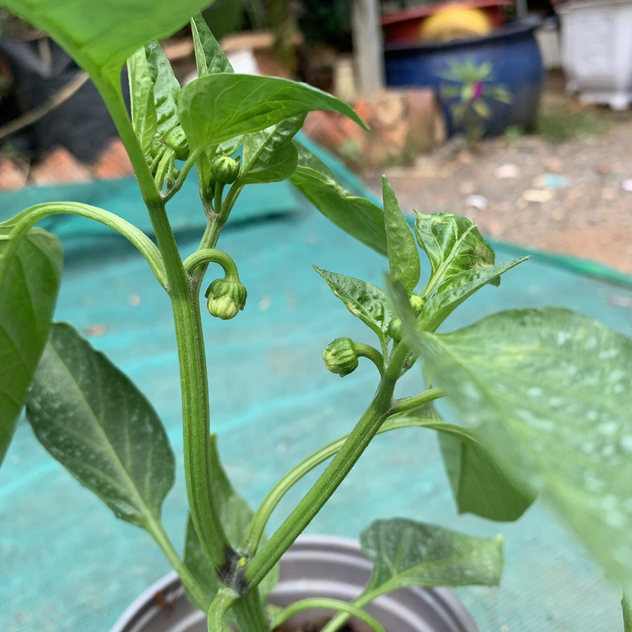 Cây ớt chuông ngọt đang nụ/hoa