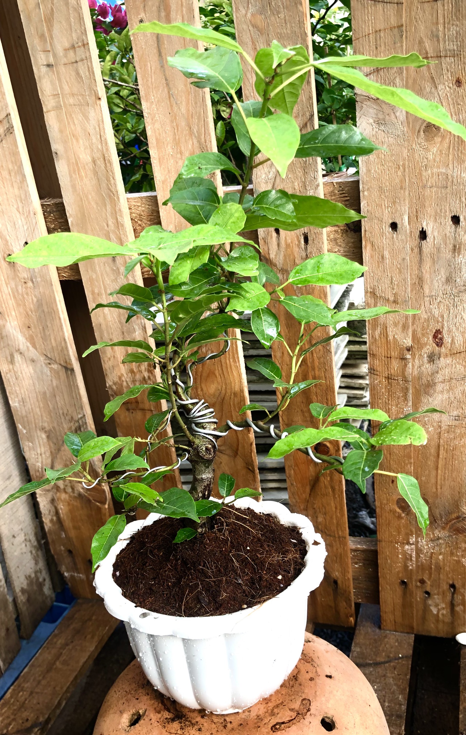 Chậu Bonsai cây sung trái xanh
