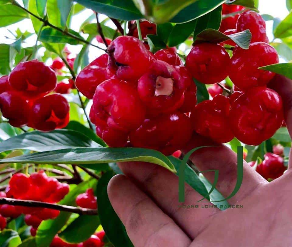 Cây mận Hoàng Yến (siêu sớm)
