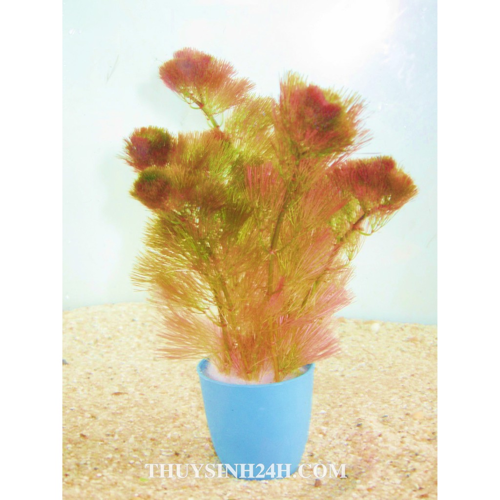 Luo Han red _ Aquarium (12 branches)