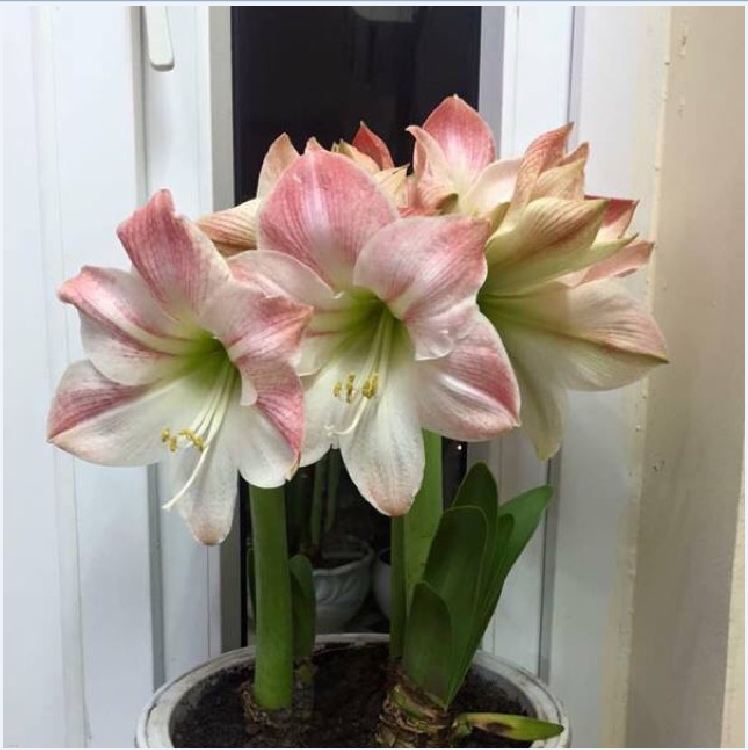 Bộ 2 củ giống hoa lan huệ - ( 1 củ hoa hồng đào + 1 củ hoa đỏ nhung )