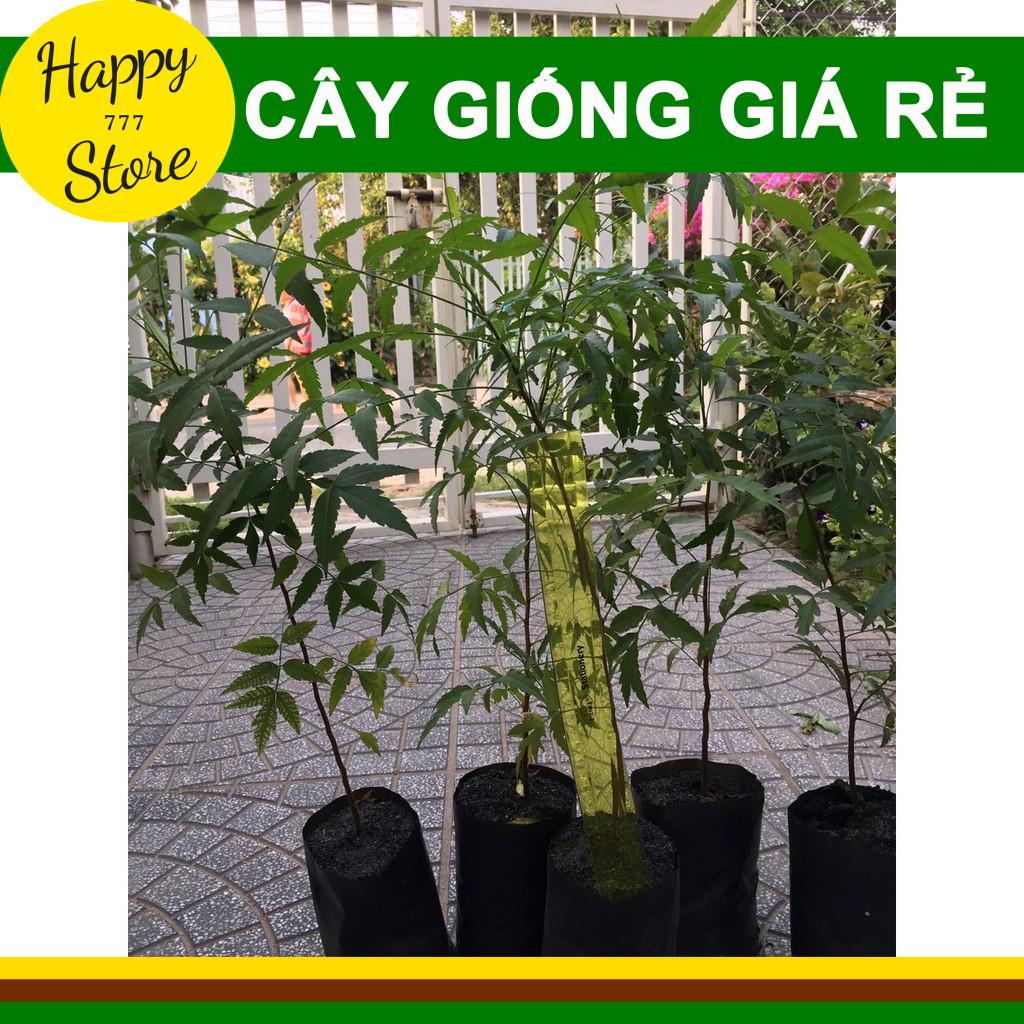 Cây Sầu Đâu Giống