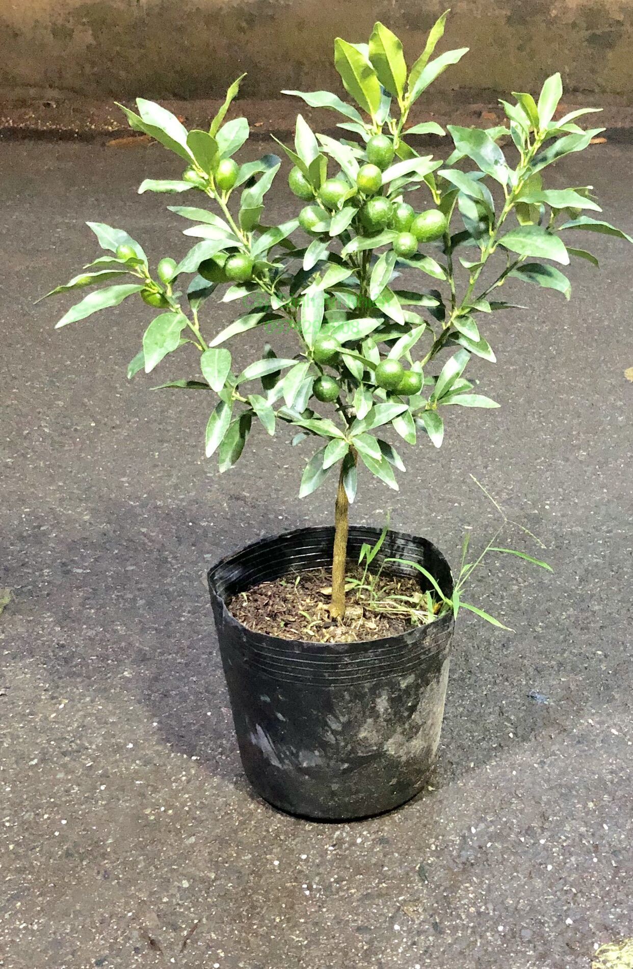 Cây Tắc Ngọt