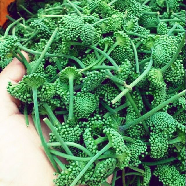 [100g] Nụ hoa tam thất loại thượng hạng - trà