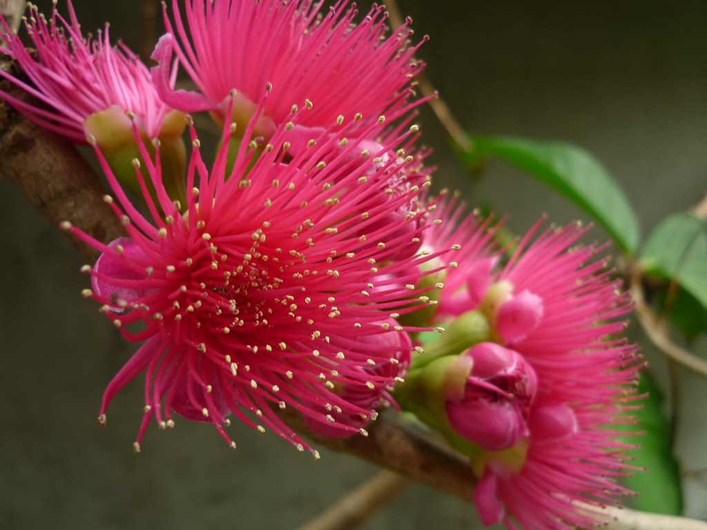 Cây Mận Điều Đỏ