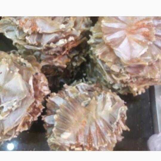 CÁ ĐUỐI KHÔ TẨM 500G