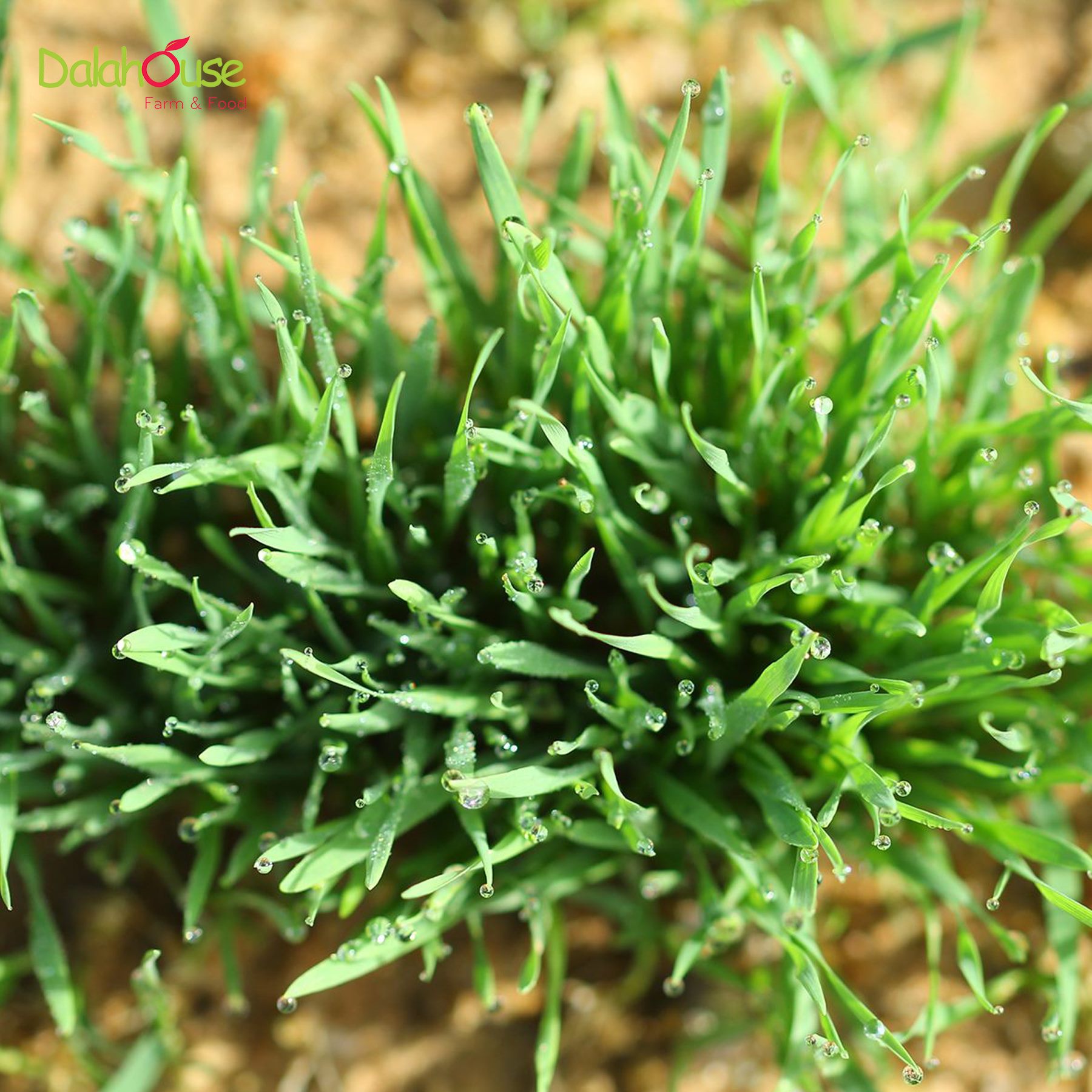 Bột Cỏ Lúa Mì DalaHouse 60 gram ( 100% Natural Wheatgrass Powder)