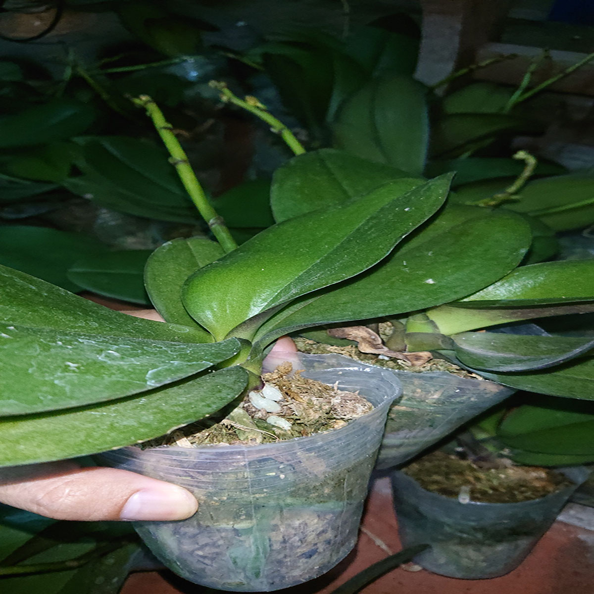 Combo 5 cây Lan Hồ Điệp đang Nụ