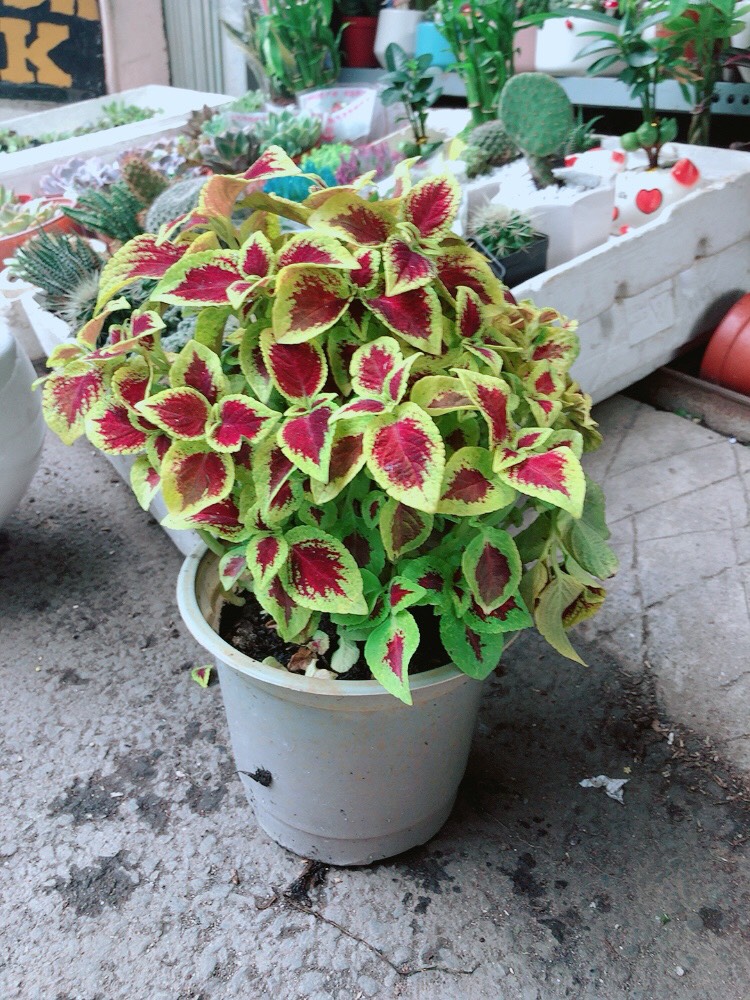 Cây Lá Gấm Đỏ Viền Vàng