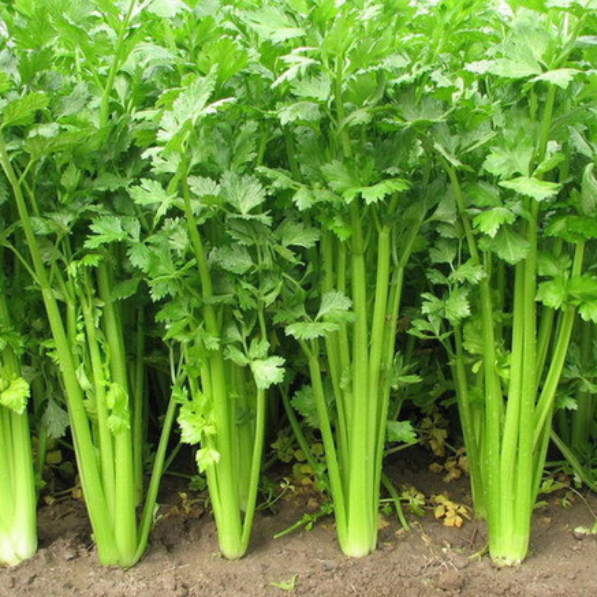 10g Hạt giống Cần tây
