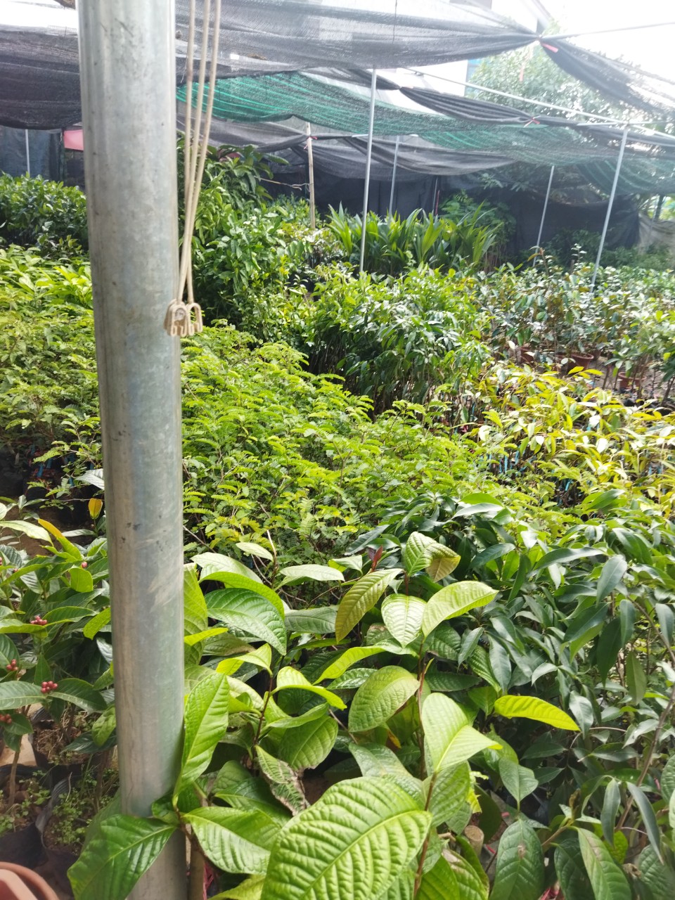 cây giống cây dây đau xương