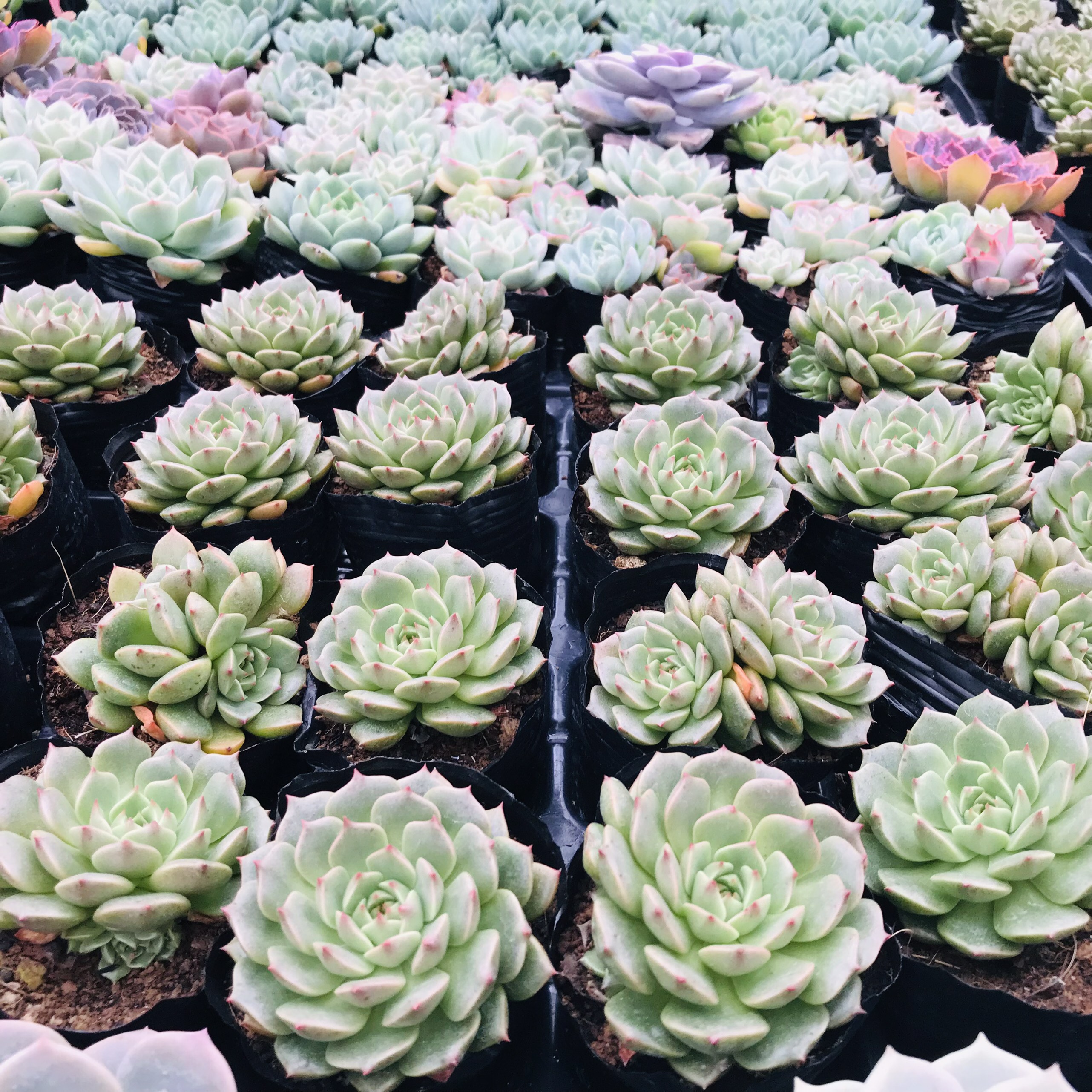 SEN ĐÁ RUBY LÁ NGẮN SIZE BÉ SIÊU KHỎE ĐẸP LỖI 1 ĐỔI 1