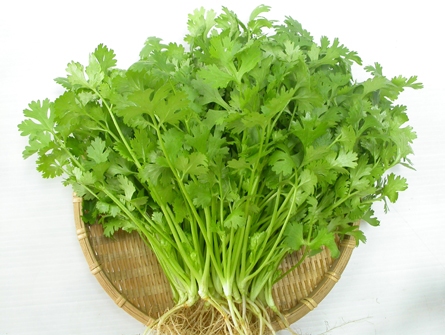 Hạt Giống Ngò Hạt Lớn Pháp - Gói 20gr