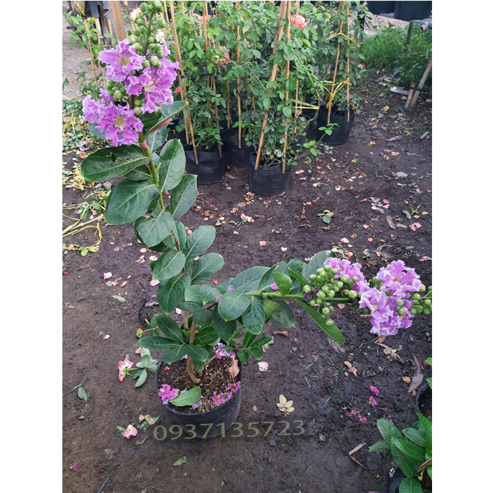 Cây bằng lăng tím cao từ 40-60 cm
