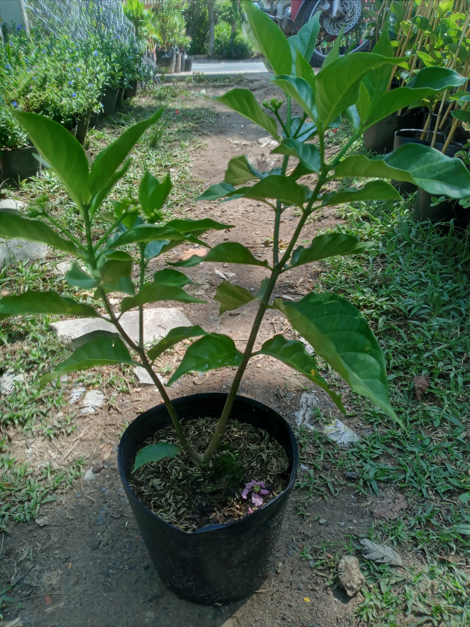 Hoa Lài Tây Hoa Trắng Thơm
