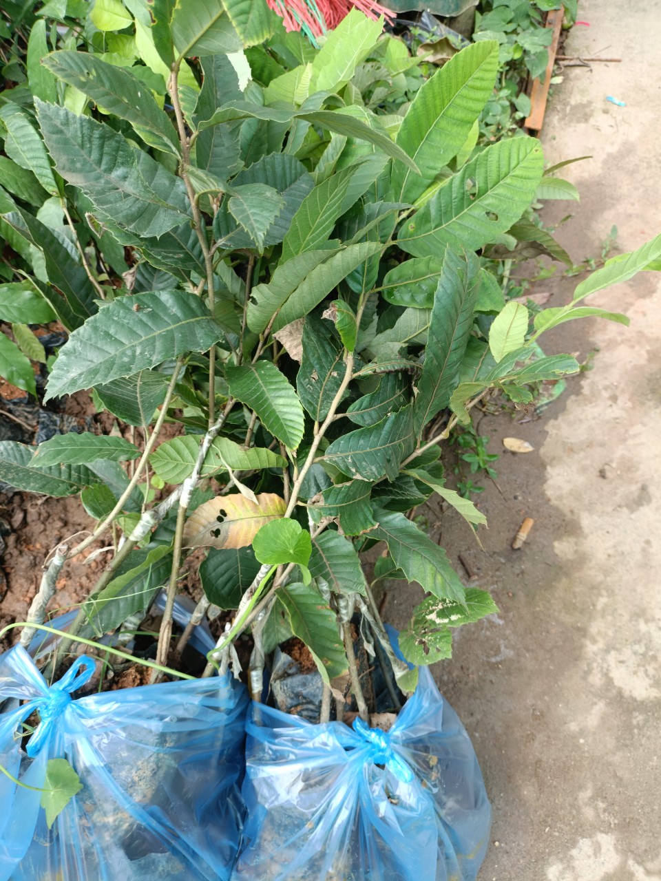 Cây giống hạt dẻ Trùng Khánh