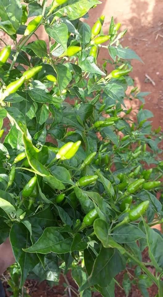 Cây Ớt Xiêm Xanh (Ớt sẻ, ớt rừng) trồng chậu