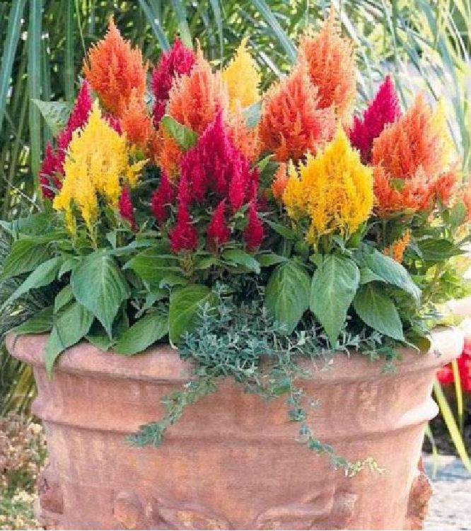 "Gói 100 Hạt " Hạt giống hoa mào gà lửa mix