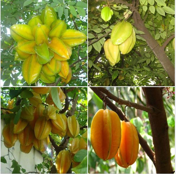 Hạt Giống Khế NGọt Siêu Quả - gói 5 hạt