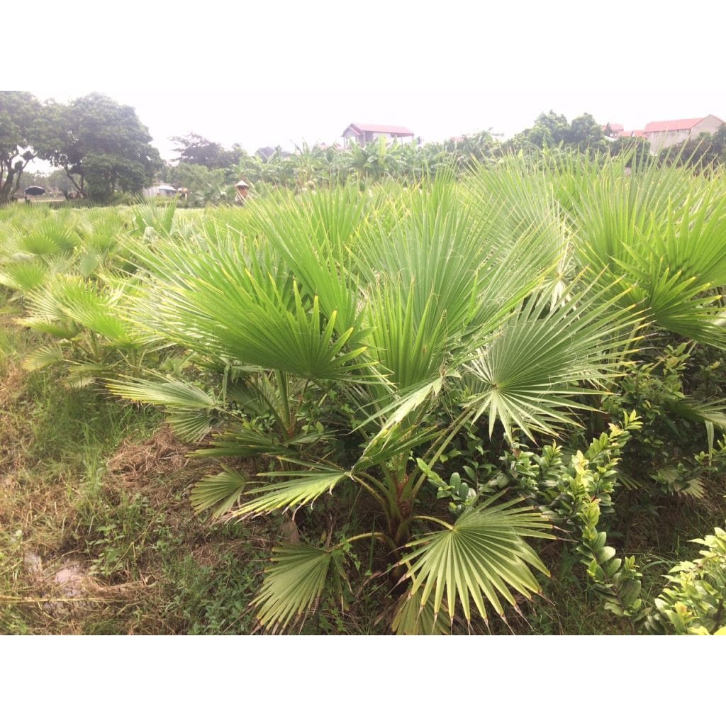 cây giống Cọ Chỉ (cọ Mỹ)